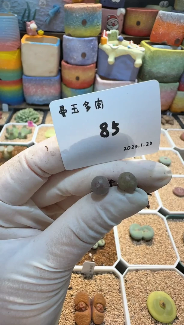 【闪购商品】25.1.25-85