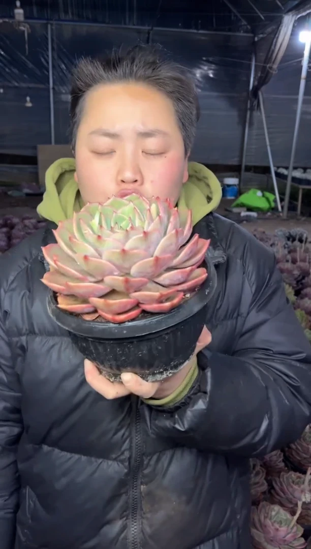 【闪购商品】111-大号单头安吉丽娜12