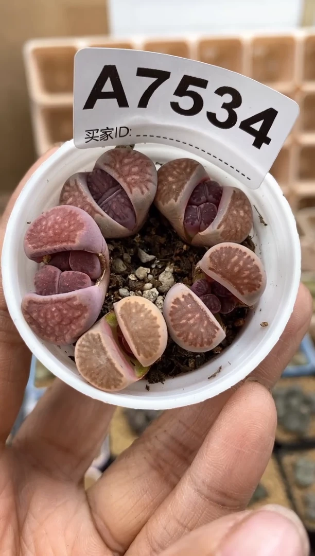 【闪购商品】7534直播间一物一拍链接