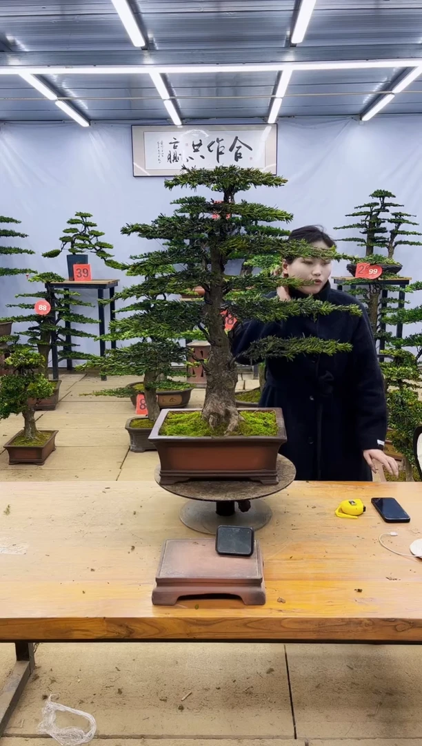 【闪购商品】高端盆景一物一拍，所见即所得