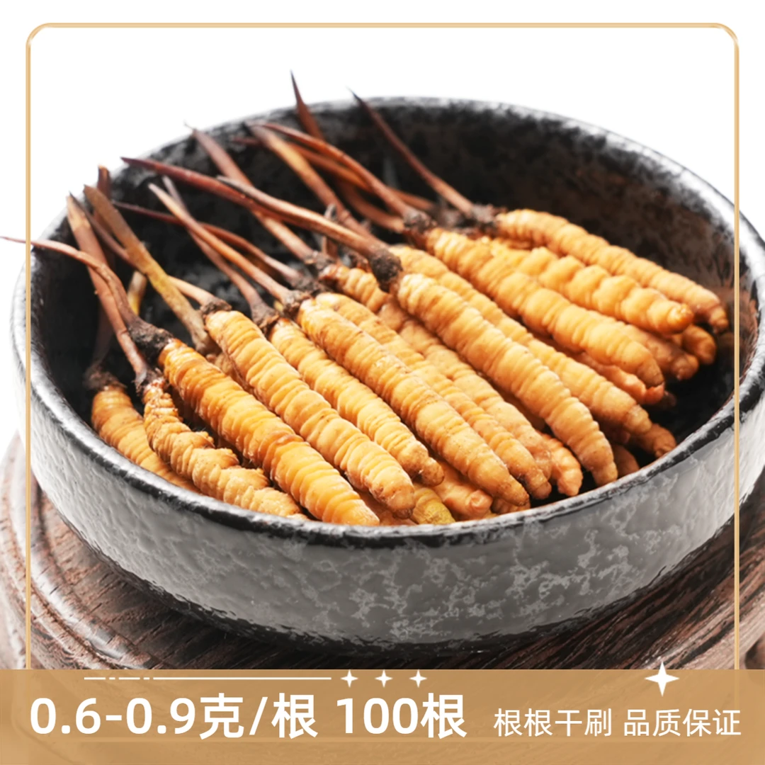 【央吉专属】0.6-0.9克/根100根  2025新鲜冬虫夏草滋补品质送礼