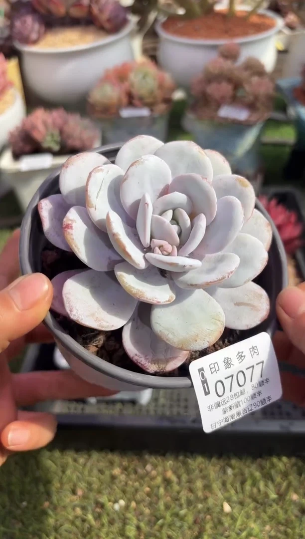 【闪购商品】07077