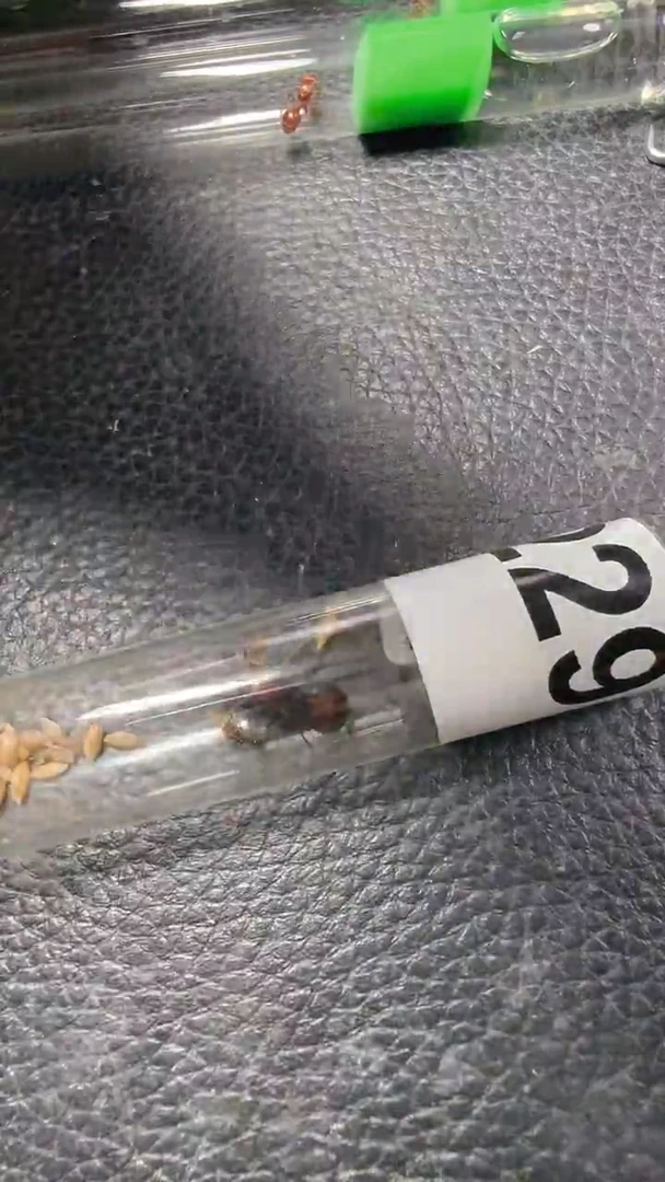 蚂蚁工坊229号肯尼亚