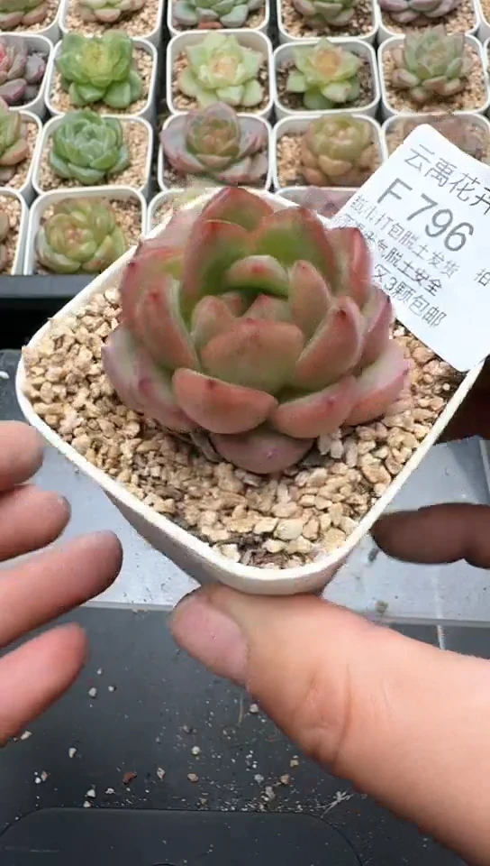 796F云禹多肉植物 默认脱土纸巾打包 3颗包邮