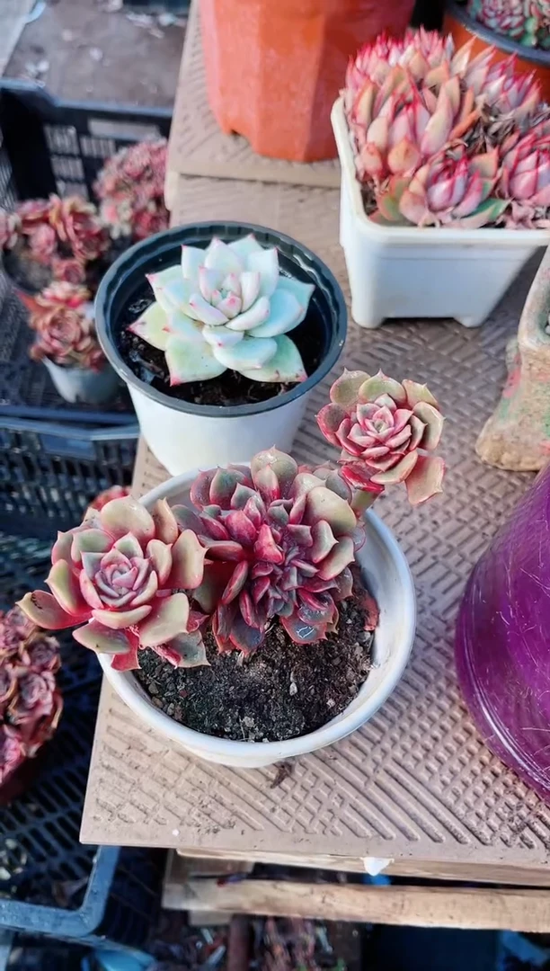 【闪购商品】21182