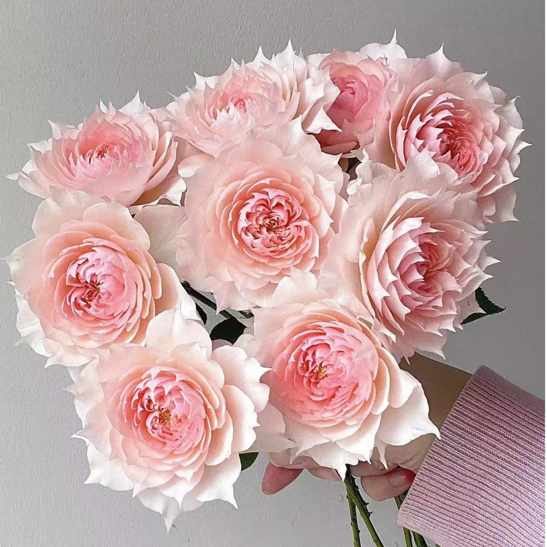 宜然园艺莫妮卡戴维1加仑灌木花苗欧洲月季多季节重复开花