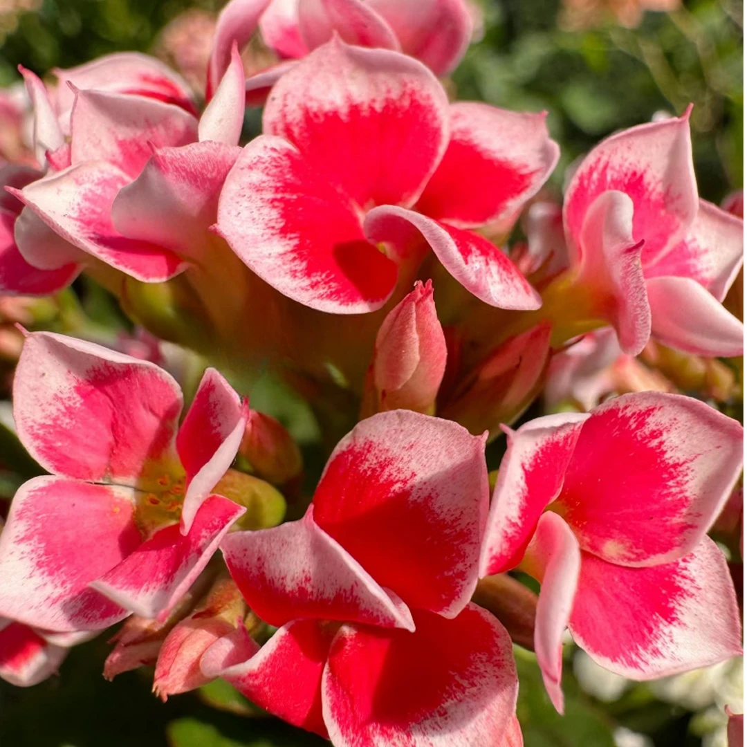 【梵高】长寿花四季开花盆栽大花单瓣稀有花卉植物