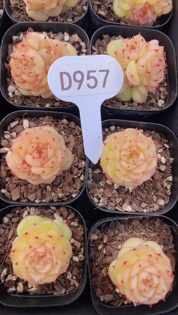 【闪购商品】D957-玉玲珑单头（量拍）