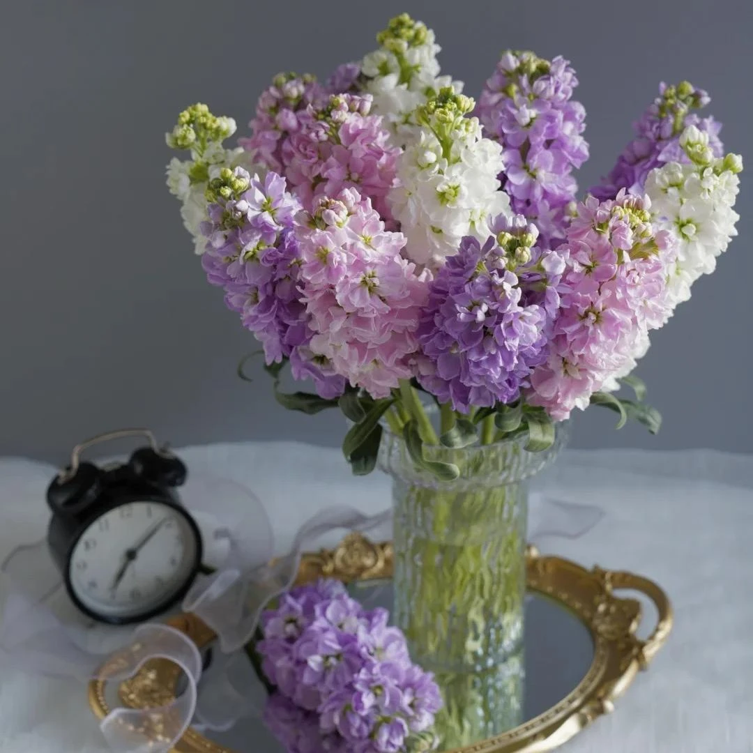 【一品花集】【混色紫罗兰】保三个颜色紫罗兰鲜切花全场满1单包邮