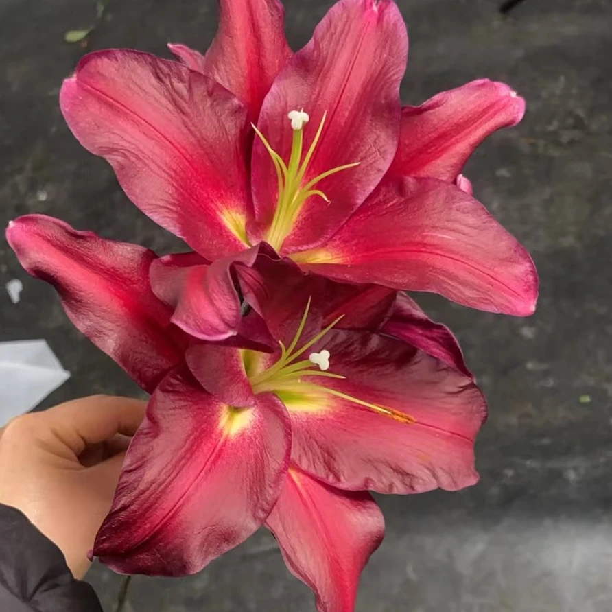 【HH】黑珍珠香水百合【任意两单顺丰包邮，鲜花20%不售后】