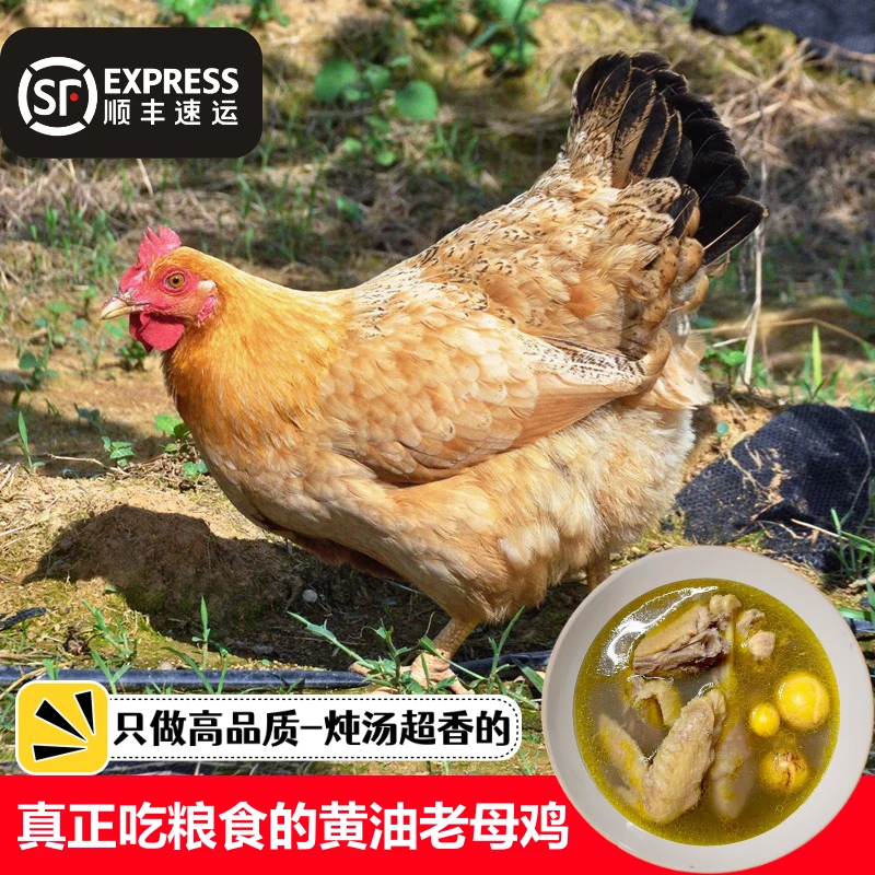 湛江白切鸡黄油老母鸡安铺农家散养土鸡农家散养走地鸡整只月子鸡