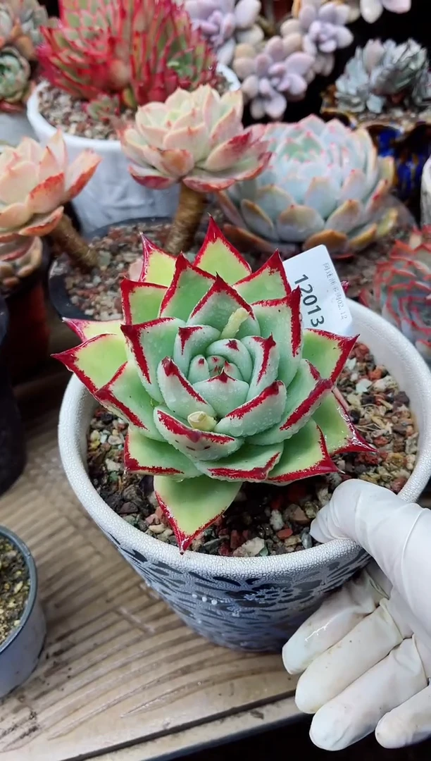 【闪购商品】12013