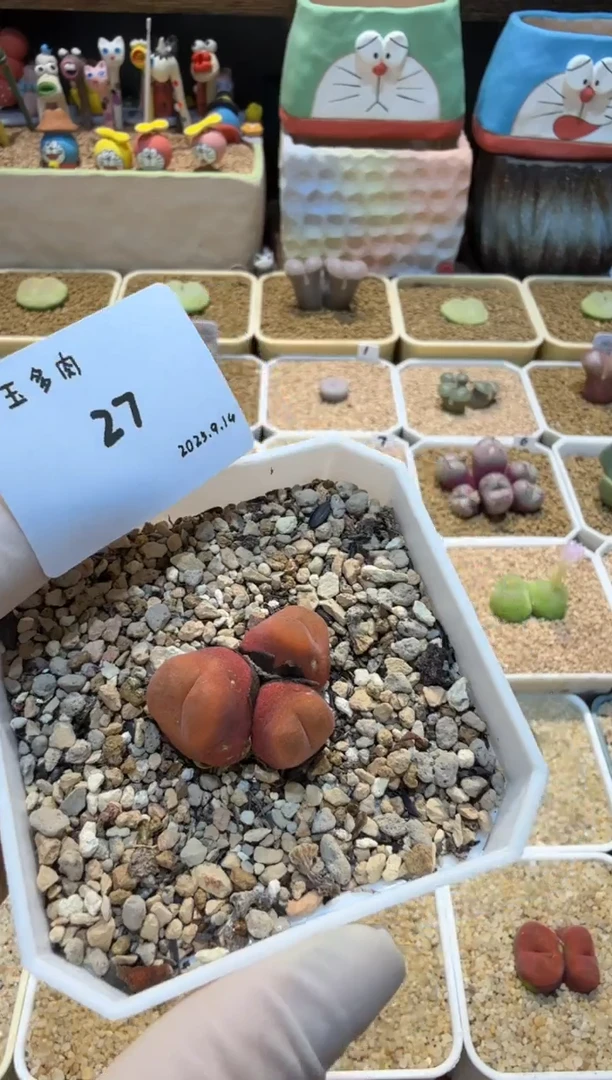 ?25.9.14-27周日
