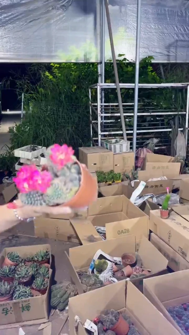 方便面 丽花【带根】不指定带花苞