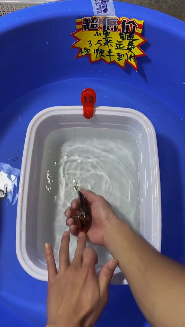 锦鲤活体二号链接