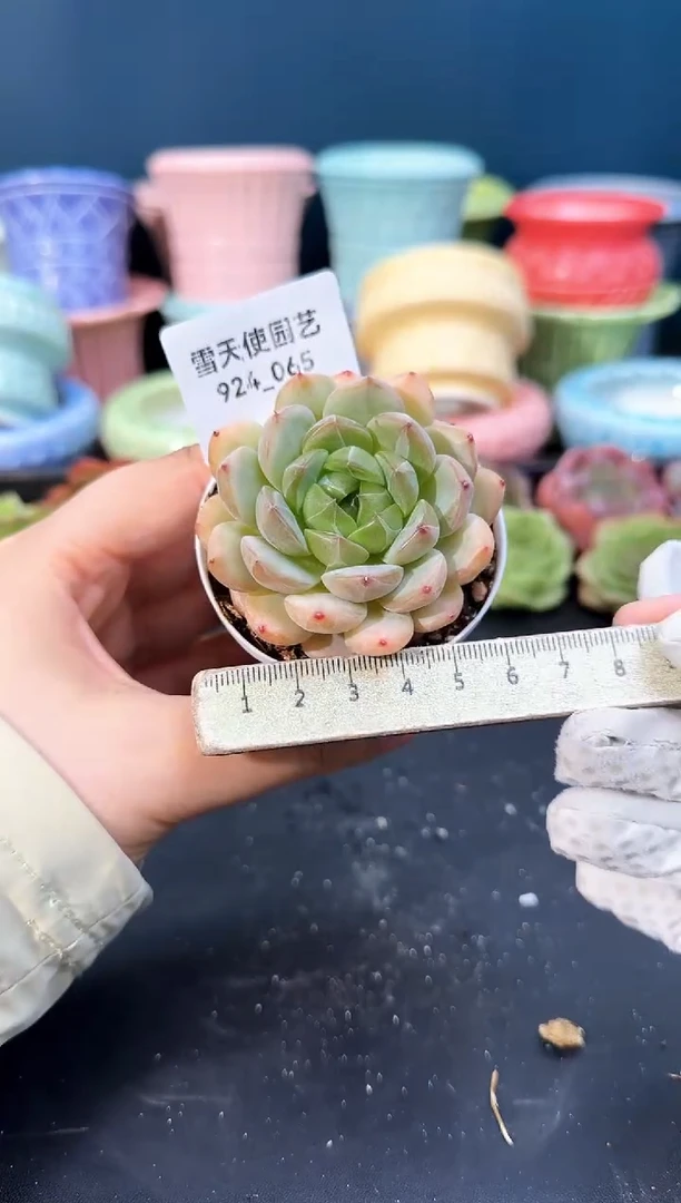 924-065青山（冠幅5cm）