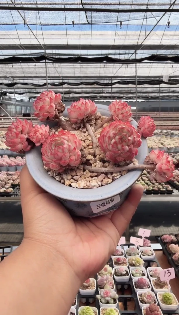 东云多肉园新款-245