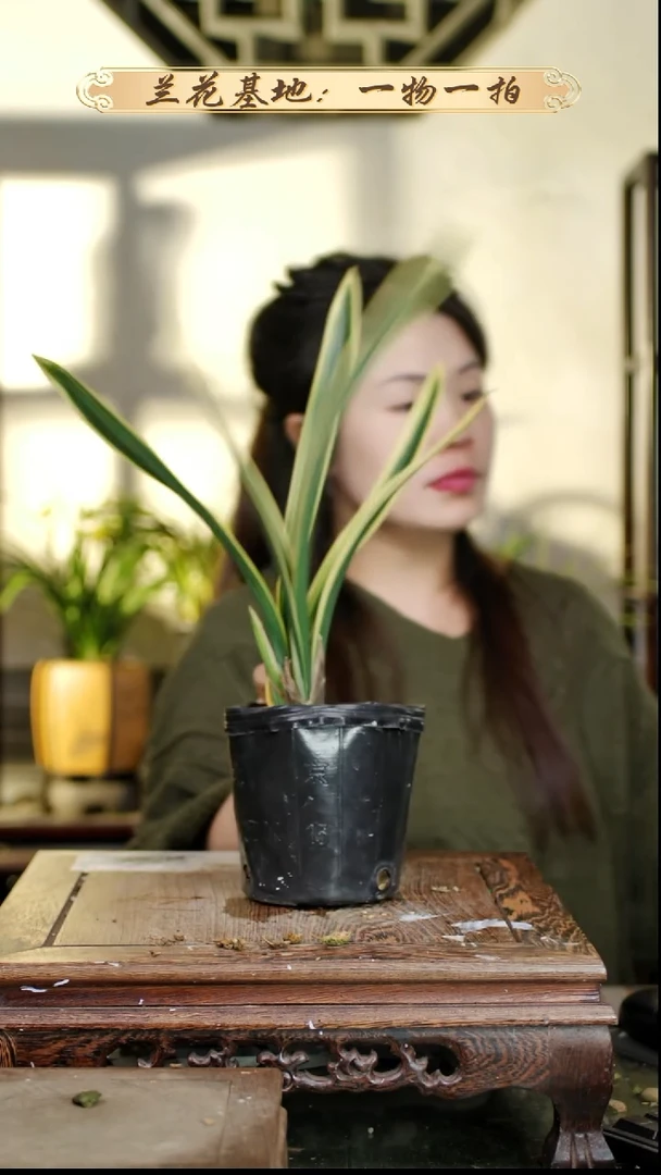 完全开放墨兰东方红荷2苗1花苞