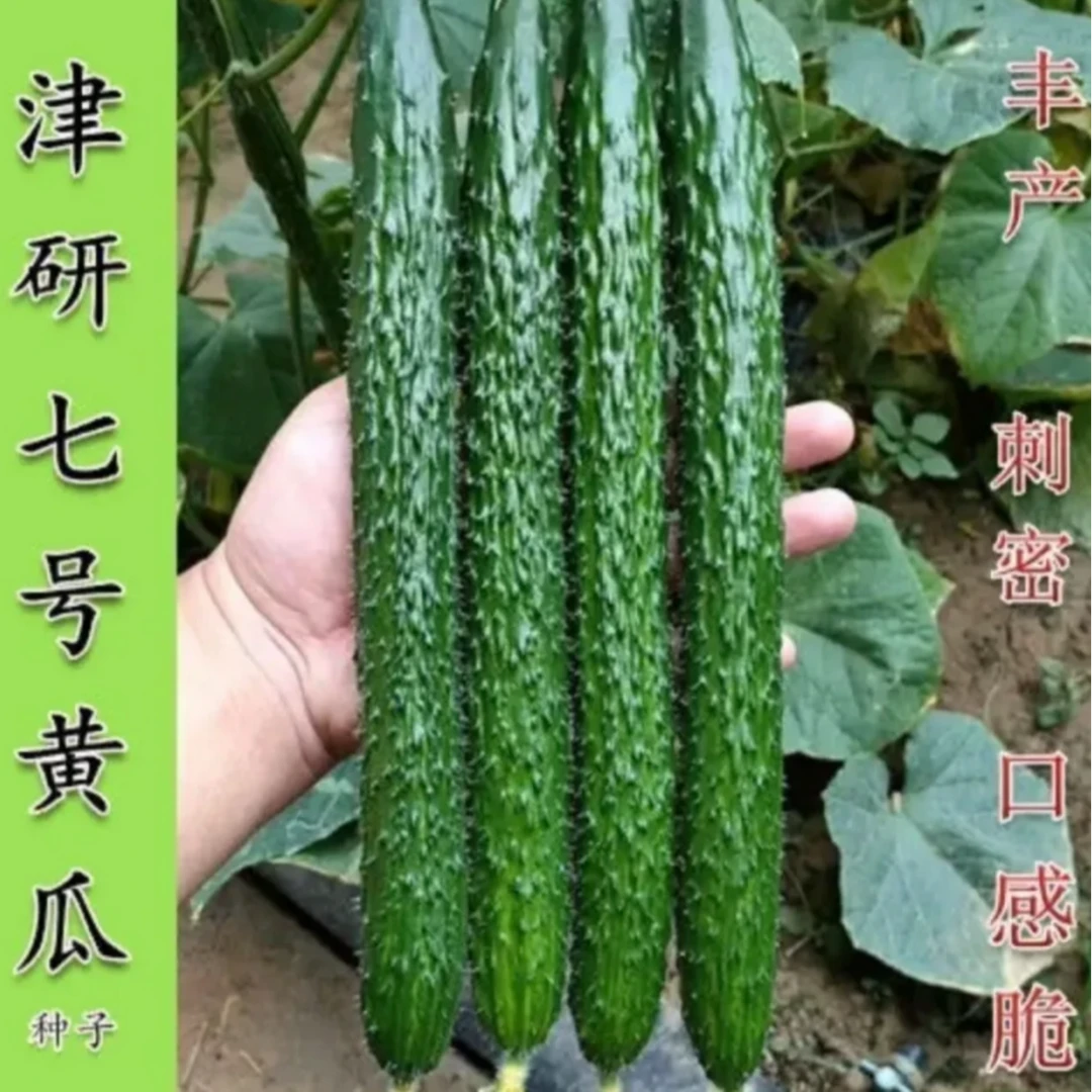 津研七号黄瓜密刺青瓤长黄瓜春夏秋四季播种青瓜蔬菜种籽
