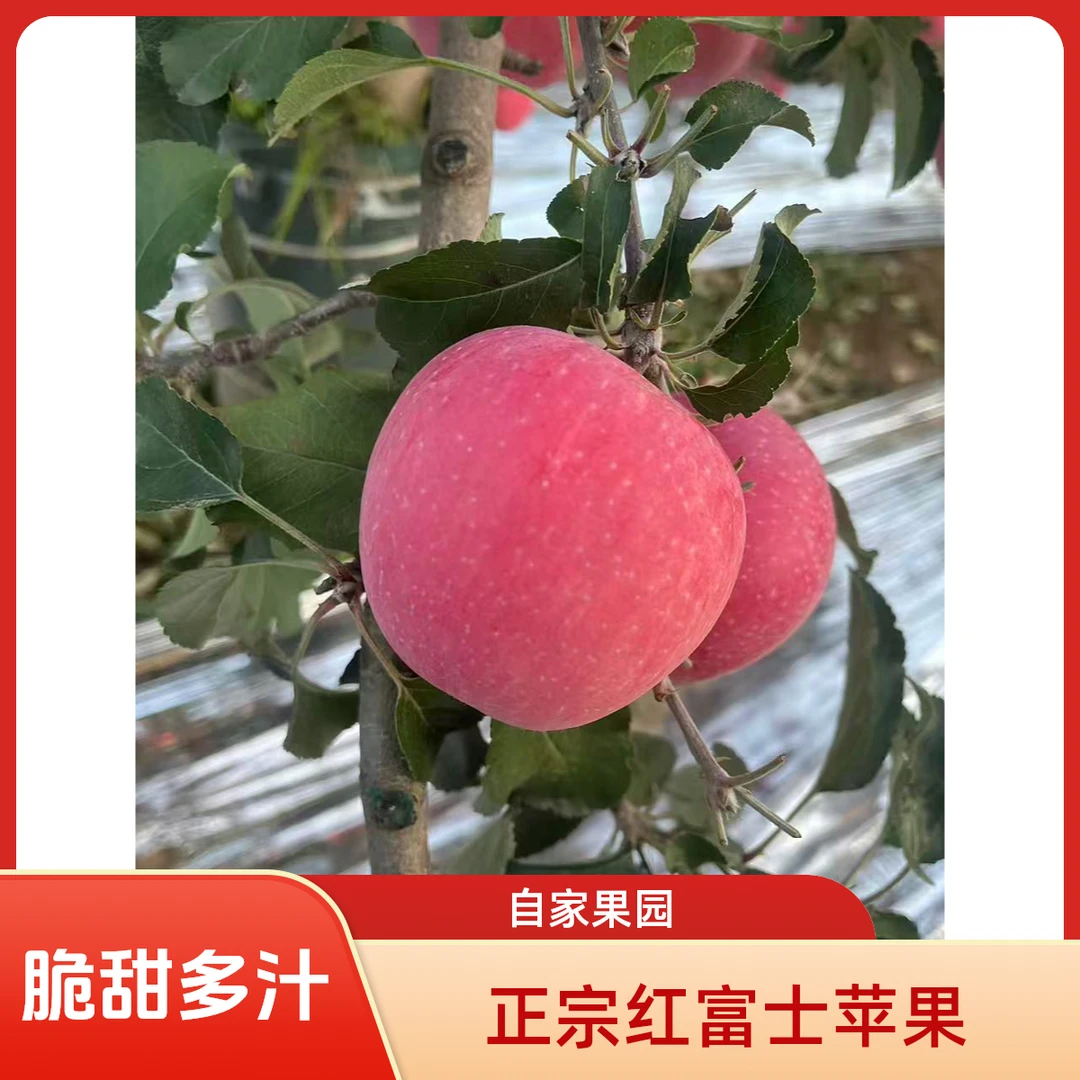 正宗红富士苹果脆甜多汁果园直发新鲜水果