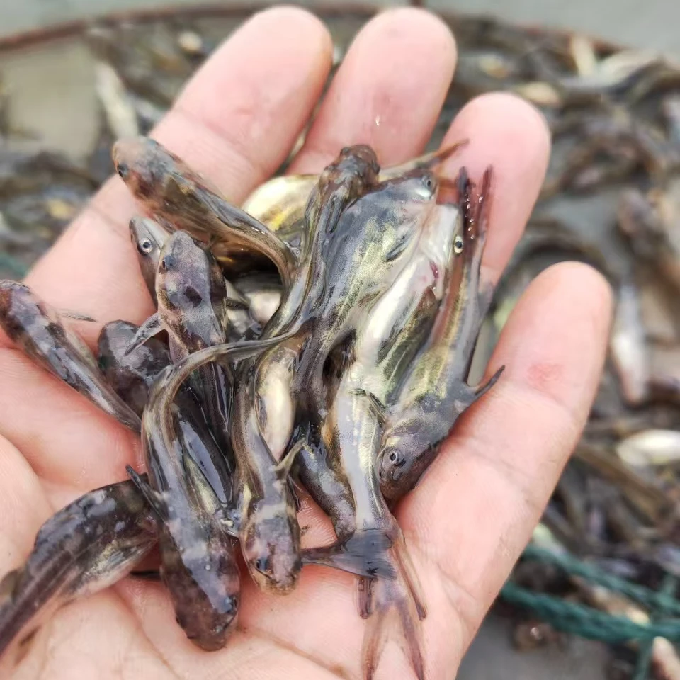 黄颡鱼黄骨鱼黄辣丁昂刺鱼苗活体耐活好养鱼塘养殖小型鱼