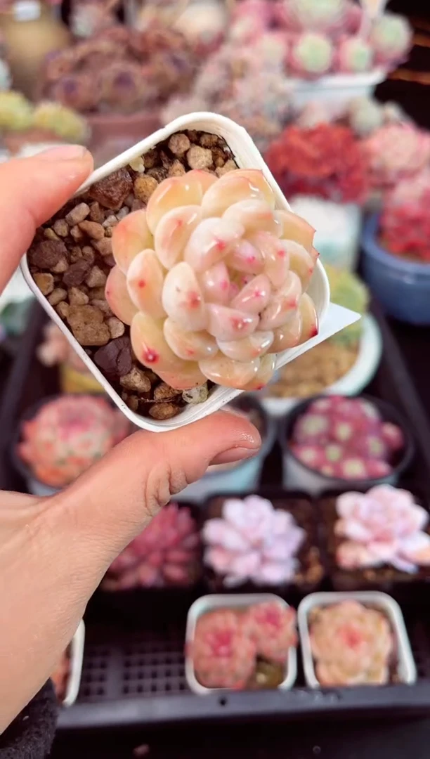 【闪购商品】7452单头多肉