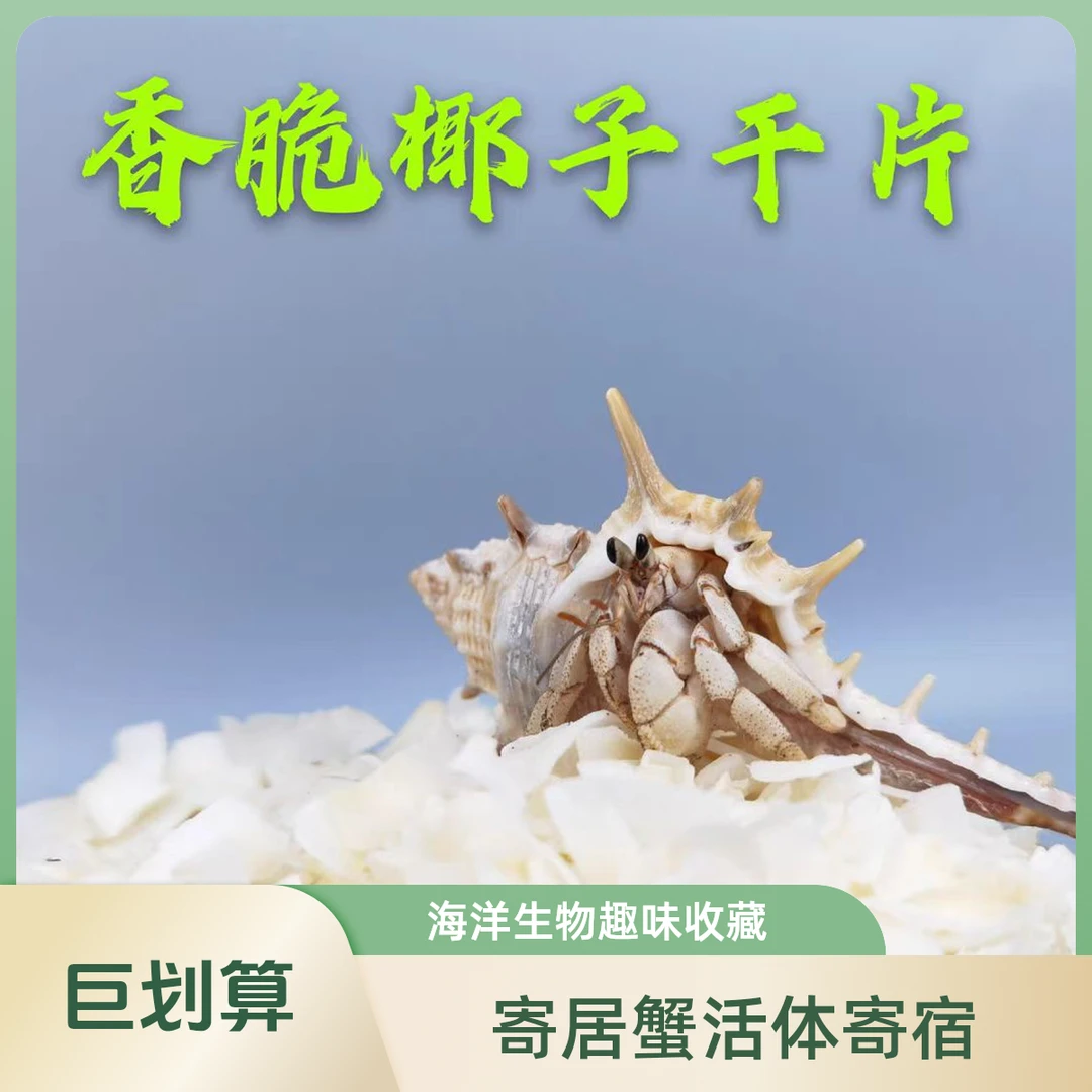 寄居蟹专用口粮香脆椰子干片