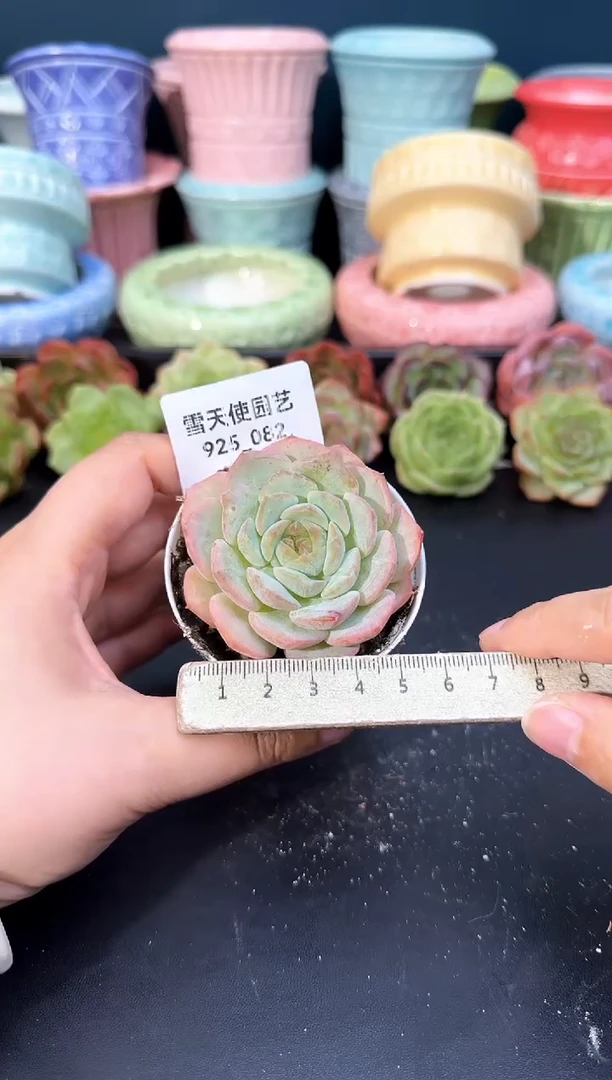 925-082青山（冠幅5cm）