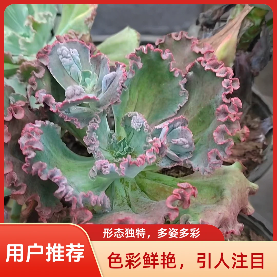 女王花笠多肉植物盆栽品种好养适合办公室阳台