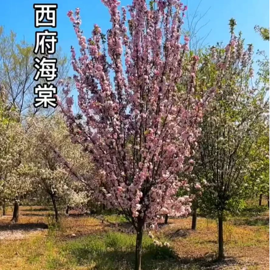 海棠花树苗 南北方庭院种植垂丝海棠西府海棠树