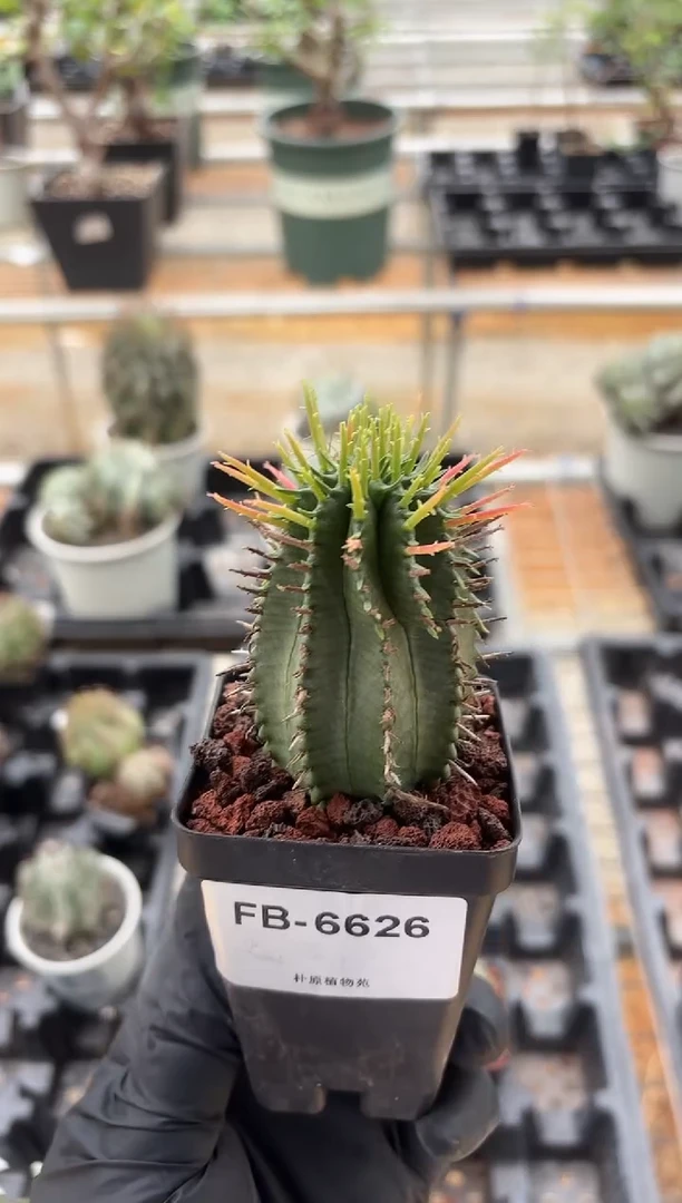 魁伟玉大戟FB-6626