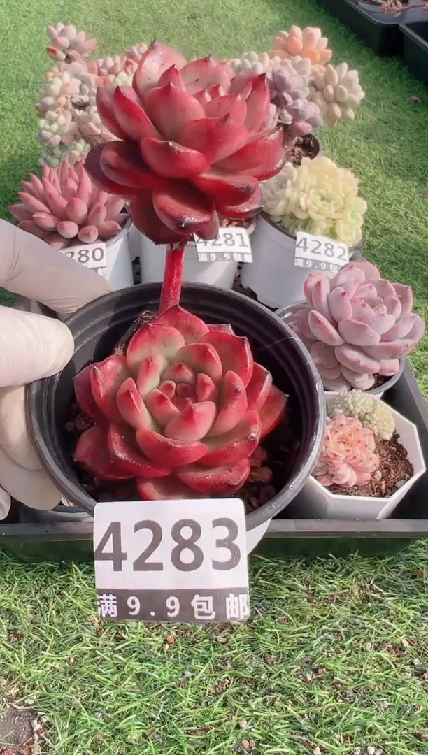 【闪购商品】信福多肉一物一拍