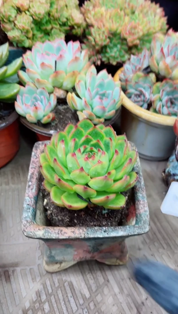 黄*霞06024多肉植物一物一拍