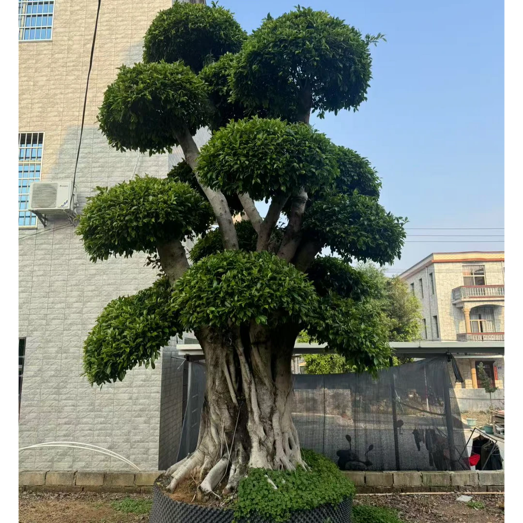 榕树桩头小叶造型榕树庭院绿植精品造型树源头基地