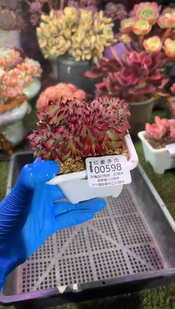 【闪购商品】00598