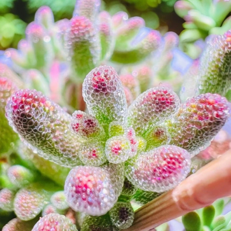 冰晶枝干番杏。非蜜桔，金桔