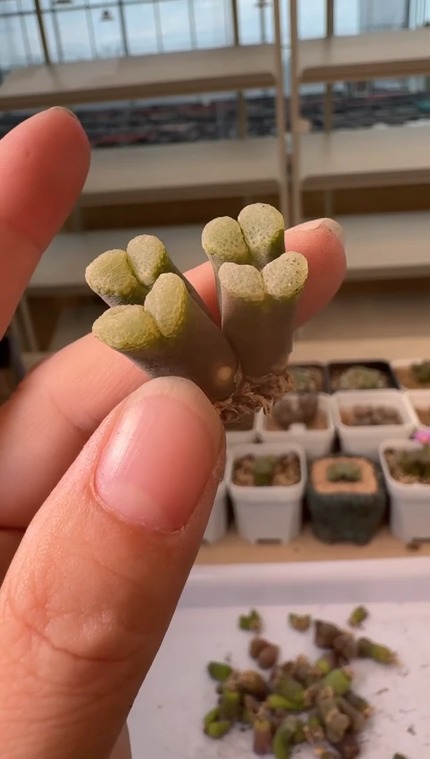 24-64多肉植物肉锥