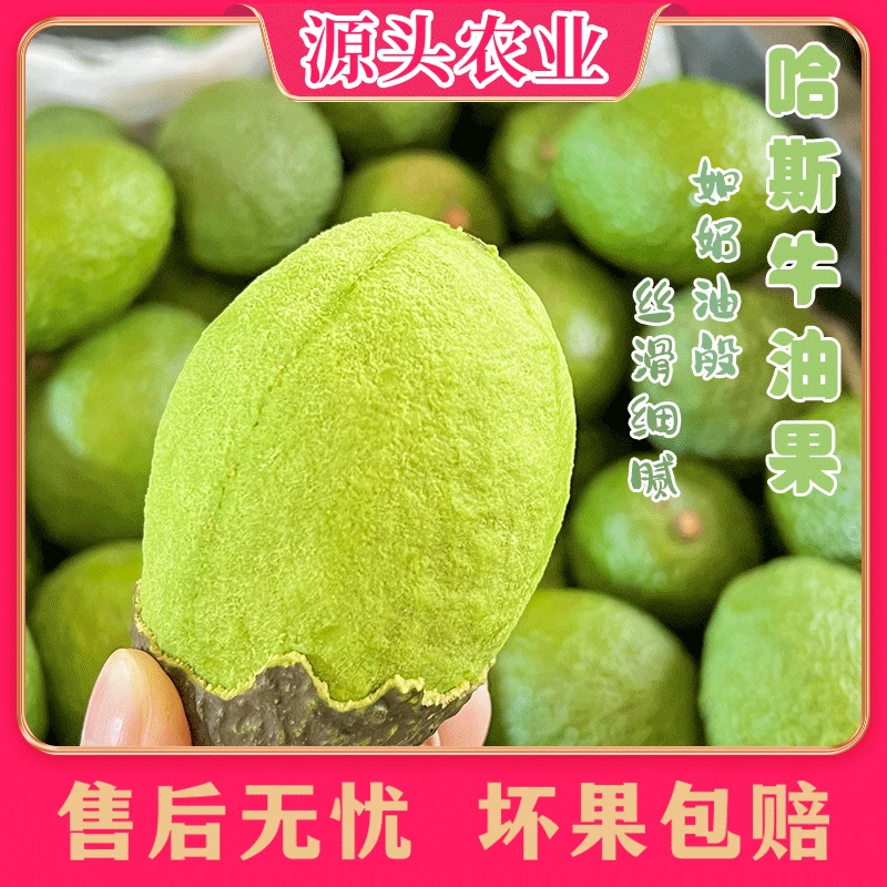 【哈斯牛油果】秘鲁当季新鲜水果鳄梨 6/7枚装/赠一包芥末酱油YY