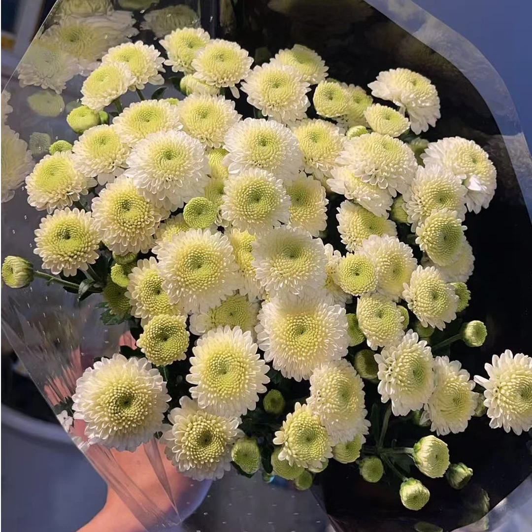 克隆球 小雏菊全店任意N单一个运费