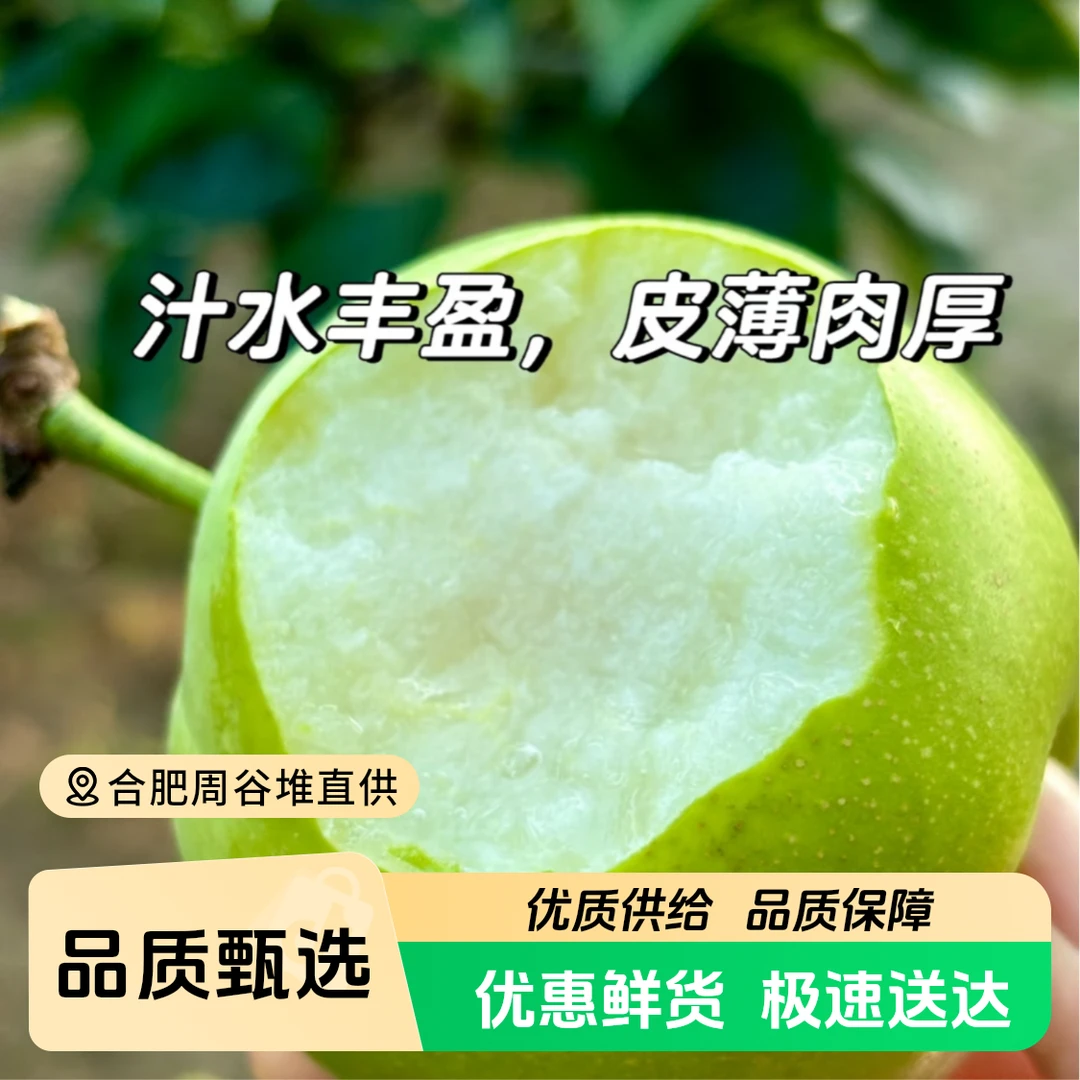 【周谷堆水果】砀山青皮蜜梨净重5斤核小新鲜脆甜多汁入口化渣（26）安徽省