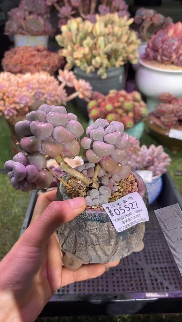 【闪购商品】05527不带盆
