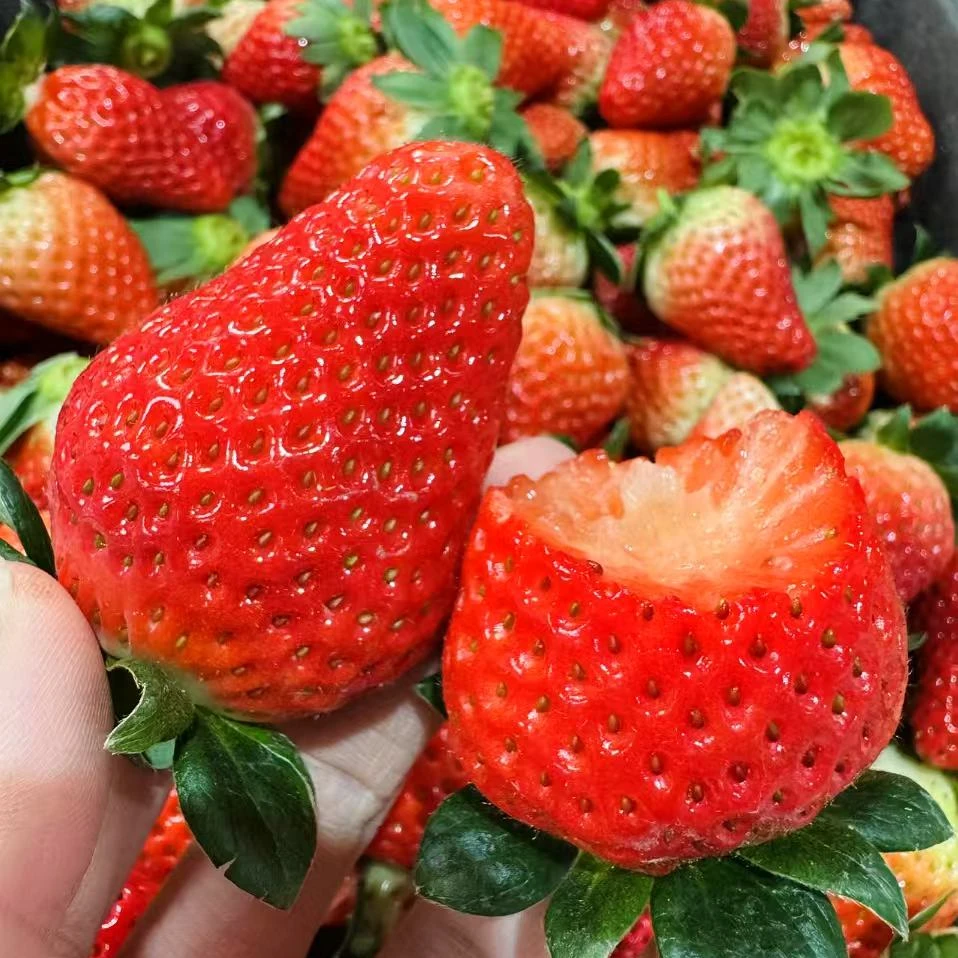 颜【新年福利】（3斤装）现摘现发四川大凉山正宗露天奶油草莓香甜