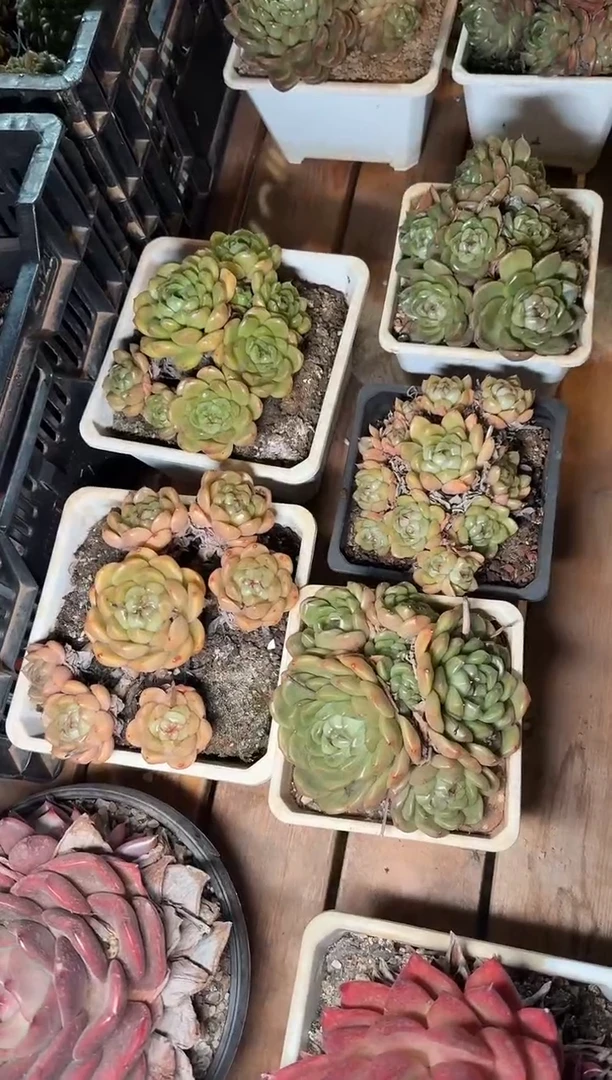 140#/180#5头起皮埃拉珍妮群（12-17cm）脱土