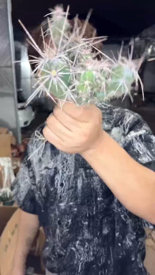 多头 舞者团扇【带根】