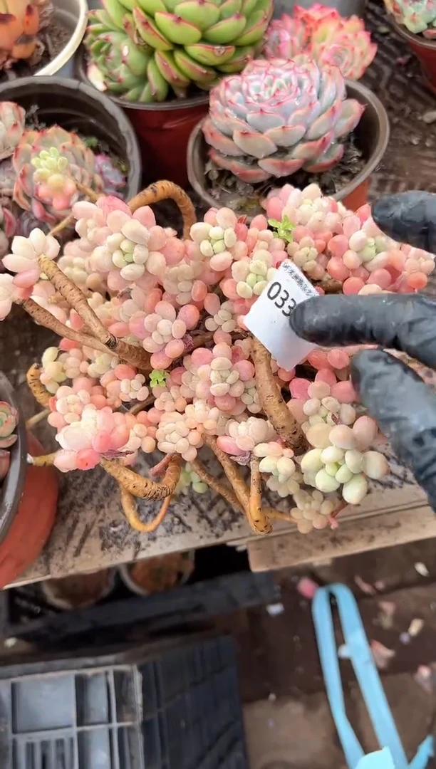 多肉植物一物一拍03350