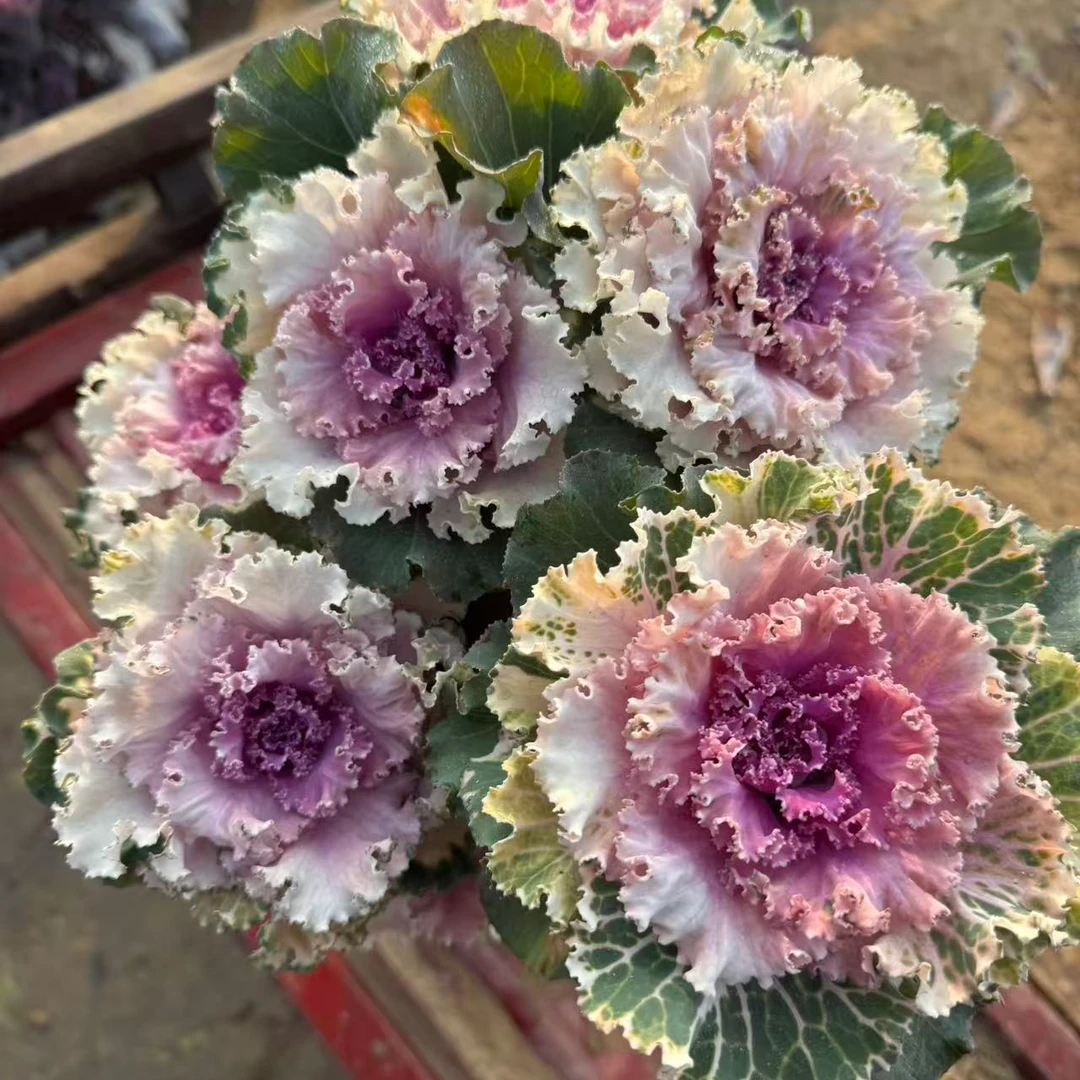 羽衣甘蓝（粉褶裙6朵花）耐寒耐冻零下20度