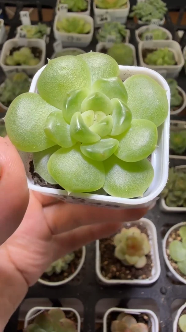 1348  T0多肉植物
