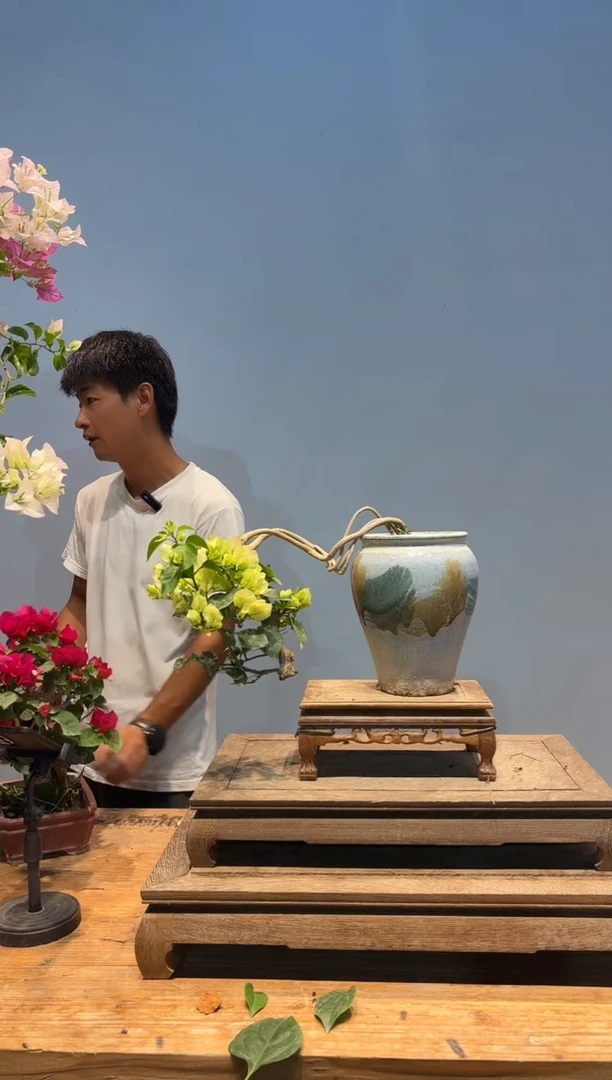 无花朵三角梅专场一物一拍9