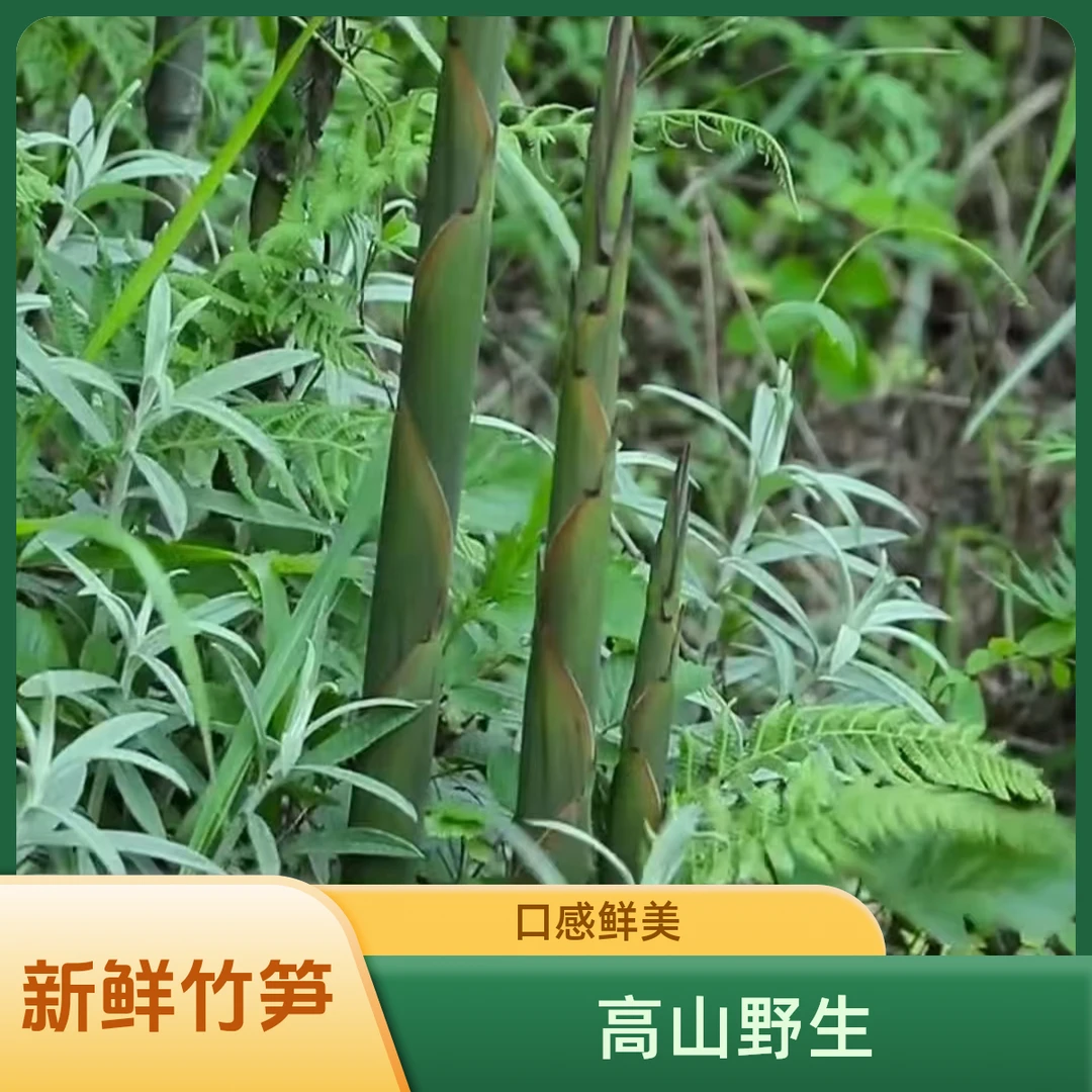 新鲜现挖竹笋高山黄泥农家野生水竹笋