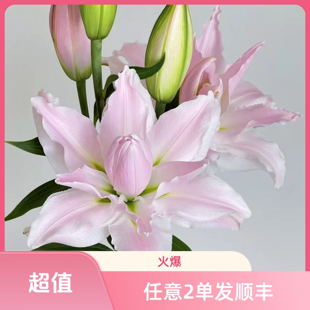 三头粉黛重瓣百合--任意两单顺丰包邮